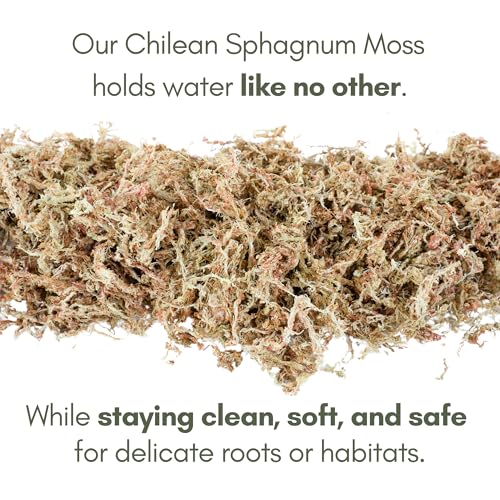 Mossify Premium Sphagnum Moss for Plants 50g, 1.8 Oz - Long Fiber Moss for Plants Indoor, Orchids, Terrariums, Gardening, Reptiles – Moisture Plant Moss for Propagation, Soil & Habitat Bedding - size: 50g (1.8 oz)