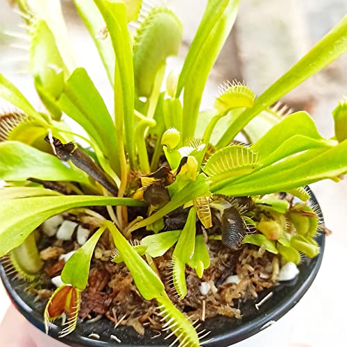 Carnivorous Plant Soil Mix 8 Qts, Include Perlite and Sphagnum Moss Debris, Great Potting Soil for Venus Fly Traps, Pitcher Plants, Sundews - size: 8 QT