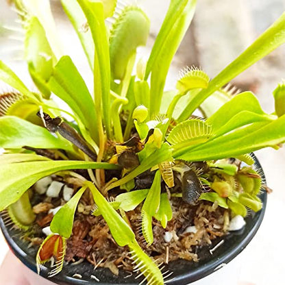 Carnivorous Plant Soil Mix 8 Qts, Include Perlite and Sphagnum Moss Debris, Great Potting Soil for Venus Fly Traps, Pitcher Plants, Sundews - size: 8 QT