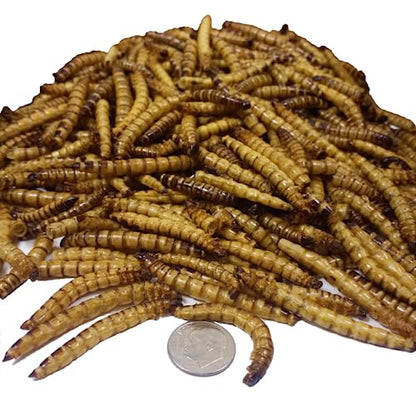 Superworms- Freeze Dried Superworms for Tropical Fish, Reptiles, Turtles, Tortoises, Frogs, Hamsters, Birds, Rodents…3oz Small Jar - size: 3 Ounce (Pack of 1)