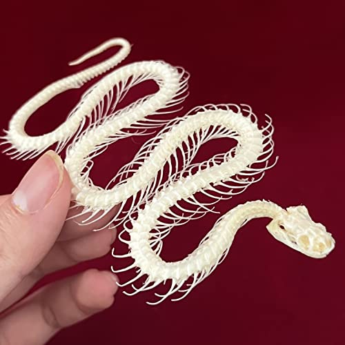 Taxidermy Real Animals Skulls, Real Bones Specimen, Taxidermy Supplies for Science Education, Special Gift (Snake Skeleton) - style: Snake Skeleton