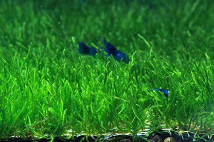 Live Aquarium Moss Plant (Flame Moss Pad (3x3 inch))