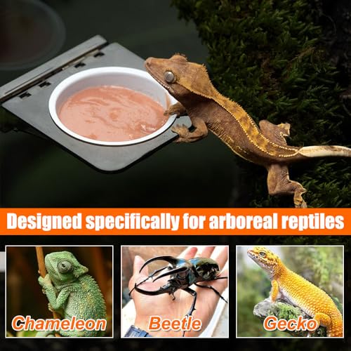Magnetic Gecko Ledge, Reptile Feeder Ledge with 2 Feeding Cups, Reptile Food & Water Bowl for Arboreal Reptiles, Tree Frogs, Geckos, Beetles, Chameleons - color: Double Bowl