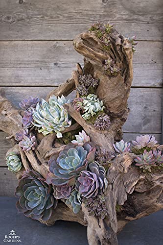 OMA Natural Driftwood Teak Wood Branch for Terrariums, Air Plants, Succulents, Reptile Decor - Branch Only