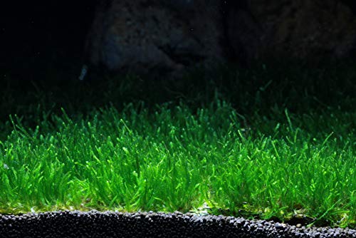 Live Aquarium Moss Plant (Flame Moss Pad (3x3 inch))
