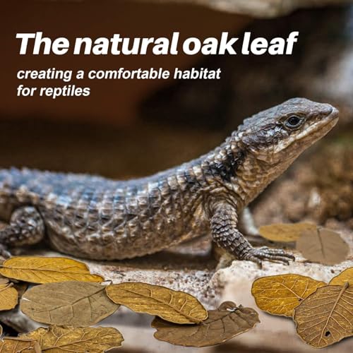 MAQIHAN Dry Oak Leaf Litter for Reptiles – 5 oz Whole Natural Oak Leaves Substrate for Isopods & Bioactive Terrarium Forest Floor Habitat, Premium Enclosure Bedding - size: 5 OZ