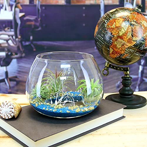 6 Inch Glass Mountain Bowl DIY Terrarium Kit with Sand, Gold Flakes and 3 Live Tillandsia Air Plants for Indoor Gardens and Home Decor