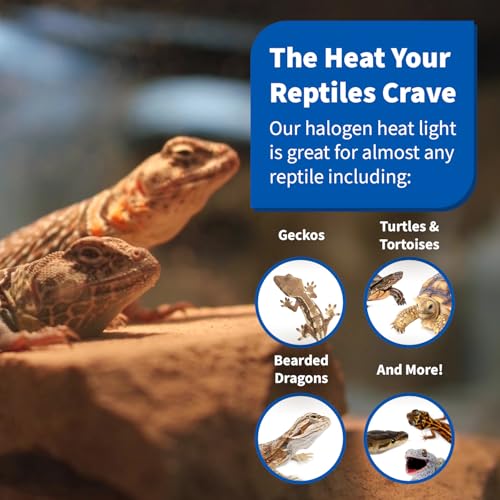 Pangea 50W Halogen Heat Lamp for Reptiles - Warming UVA and Infrared Light for Turtles, Tortoises, Bearded Dragons - Heating Bulb Terrarium Accessories, Designed for Ceramic Sockets (50 Watt)
