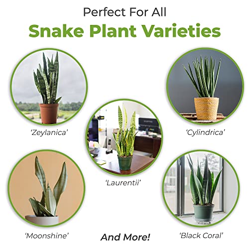 Perfect Plants Organic Snake Plant Soil in 4qt. Bag | Coco Coir Based Potting Mix Snake Plant Varieties - size: 4qt.