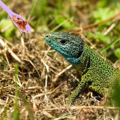 2 PCS Reptile Spoon, Long Handle Gecko Feeding Spoon, Crested Gecko Food Mixing Spoons for Crested Geco Bearded Dragon Gargoyle