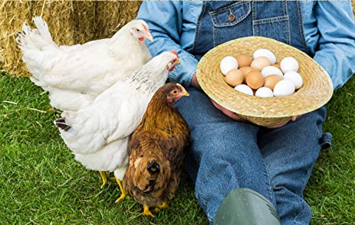 Amzey Appetizing Mealworms 22lbs-100% Non-GMO Dried Mealworms - High-Protein Meal Worm Treats -Perfect for Your Chickens,Ducks,Wild Birds,Turtles,Hamsters,Fish - size: 11 Pound (Pack of 2)