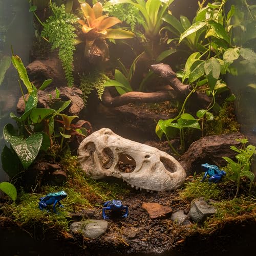CTWPets T-Rex Skull Fossil Head Tank Ornament – Large Dinosaur Bone Decoration for Fish Tanks, Lizard Terrariums, Gecko or Reptile Enclosures – 5.7" Resin Jurassic Statue for Aquascape & Pet Habitat