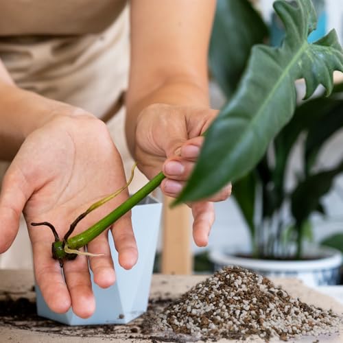 Doter Plant Propagation Potting Mix 1qt, Suitable for Rooting Plant Cuttings, Enhances Rooting by Providing Optimal Aeration and Drainage - size: 1qt