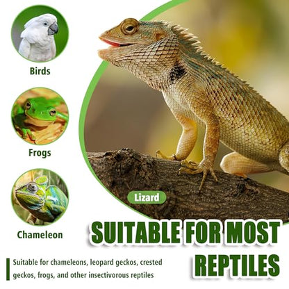 Chameleon Feeder with Suction Cups, Green Bearded Dragon Food Bowl, Wall Mount Insect Feeding Box for Reptile, Corner Hunting Bowl for Frogs Geckos, Tank Accessories (Green)