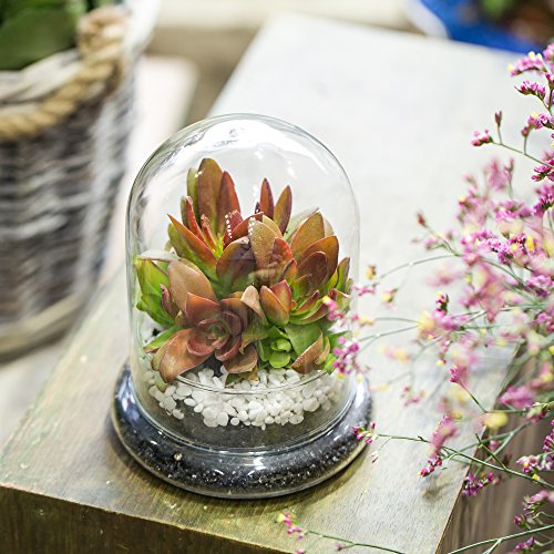 NCYP Small Clear Decorative Glass Terrarium Cloche with Air Hole - 4.7 x 4.7 x 6.3 Inches Glass Dome with Base for Miniature Plants - Display Storage (No Plants Included) - size: 4.7x4.7x6.3inches