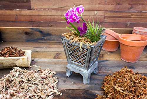 SuperMoss 7 59834 22303 0 Orchid Sphagnum Moss, 1400 in3 Bag (Appx. 32oz), Natural White - size: 2 lbs, style: Bag (1400 cu. in.)