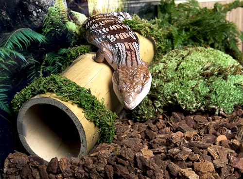 Galapagos (05026) Jurassic Fir Bark® 100% Douglas Fir High Absorbency Reptile Bedding, Ideal for Snakes, Geckos, & Tropical Terrariums, 24QT