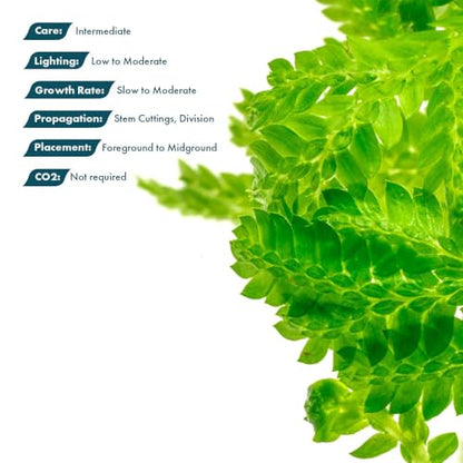 SubstrateSource Live Plants - Selaginella Siamensis (Selaginella siamensis) - Low to Medium Light, Bright Green to Lime Accents Aquatic Plant, Emersed or Terrarium Placement - Pot, 1 Pack - color: Selaginella Siamensis Hieron, size: Pot