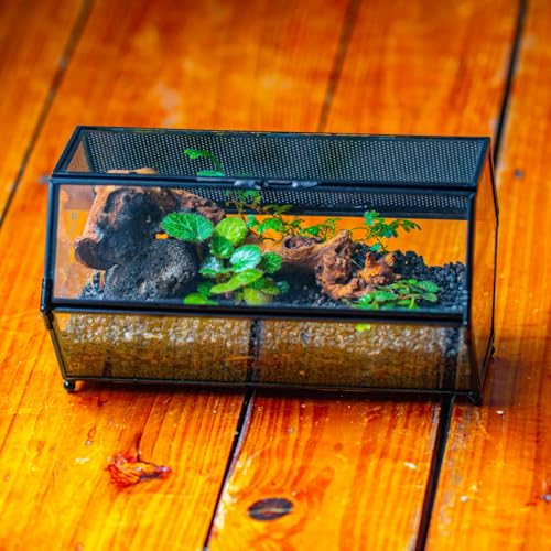 NCYP Small Glass Enclosure Terrarium with Mesh & Door for Tiny Beetle - Hexagon Jumping Spiders Vented Glass Terrarium 7.87'' x 4.52'' x 3.93'', Black (Plants Not Include) - size: 7.87'' x 4.52'' x 3.93''