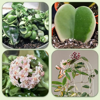 Doter Potting Soil Mix for Hoya 2qt, Custom Hand Blended Mixture Suitable for Indoor/Outdoor Potted Fern Plant - size: 2qt