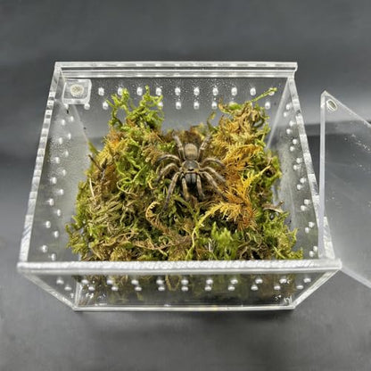 Reptile Breeding Box Small Acrylic Spider Terrarium Tarantula Enclosure Hermit Crab Tank with Terrarium Moss for Scorpion Insect Isopods Invertebrates