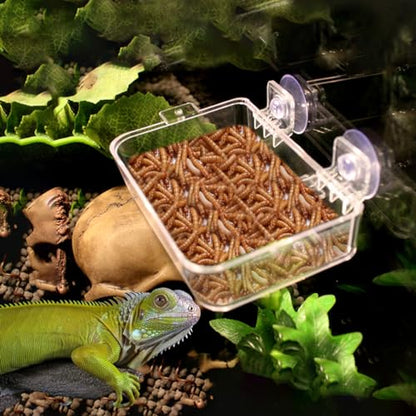 Reptile Feeder Chameleon Bowl 2 Pcs Anti-Escape Food Dish Bowl with Suction Cup for Chameleon Iguana Lizard Reptile Food and Water Feeding (White, M) - color: White, size: M