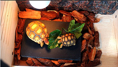 OMEM Turtle Reptile Rock Food Plate Grinding the Nail (L) - size: L