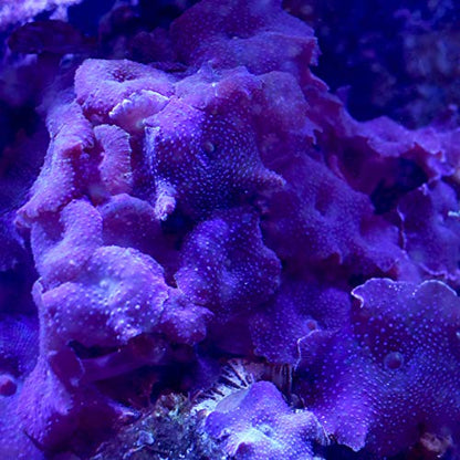 Reef Advantage Calcium, 4 kg / 8.8 lbs