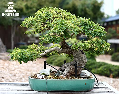 Bonsai Soil Mix Ready to Use 2 Quart, Fast Draining All Purpose Potting Soil for Bonsai Tree, Ideal for Root Development, Made from Akadama, Lava Rock, Pumice and Pine Barks