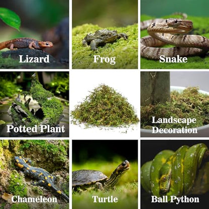 RAINFLOW Sphagnum Moss for Reptiles - 7 Oz Reptile Moss Peat Terrarium Moss Bedding Reptiles Lizard Substrate for Reptile Tank, Snake, Leopard Gecko, Ball Python, Crested Gecko, Turtle, Frog, Hamster