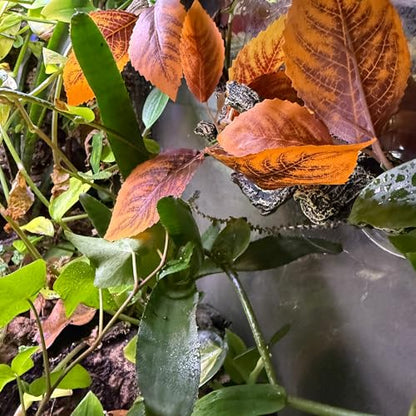 Reptile Climbing Vine 2-Pack – Resin Driftwood with Suction Cups & Bendy Ivy (Medium-Large 10") for Terrariums, Geckos, Lizards, Snakes, and Reptile Habitats (Jungle Leaf) - color: Jungle Leaf