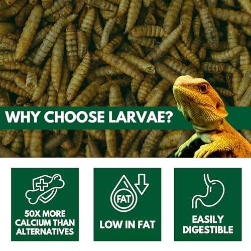 Black Soldier Fly Larvae, Bearded Dragon Food, Bugs for Reptiles, Worms for Geckos, Insect Protein, Baby Bearded Dragon Food, Made in USA (1 Pound (Pack of 1)) - size: 1 Pound (Pack of 1)