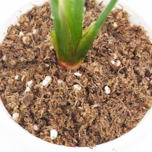 2QT Bird of Paradise Potting Soil, Professionally Formulated Natural Weakly Acidic, High Humidity, Fast Draining Potting Soil