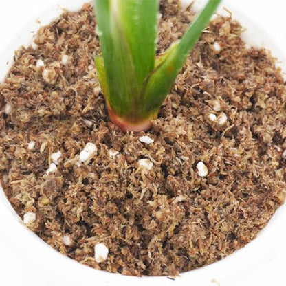 2QT Bird of Paradise Potting Soil, Professionally Formulated Natural Weakly Acidic, High Humidity, Fast Draining Potting Soil