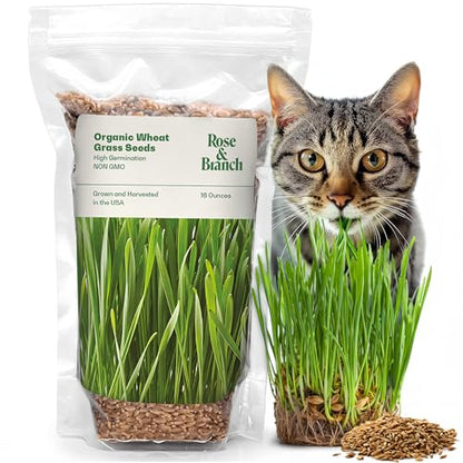 Rose & Branch Organic Wheat Grass Seeds for Indoor Cats - Cat Grass Seeds - 16 Ounces - 100% Organic Non-GMO - Hard Red Wheat - Harvested in USA - Easy to Grow