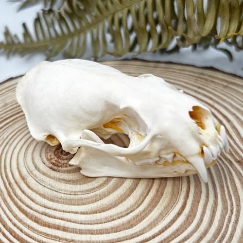 Taxidermy Real Animals Skull Decor - Model Animals Bones Specimen,Taxidermy Supplies for Science Education,Collection (Mink Skull) - style: Mink Skull