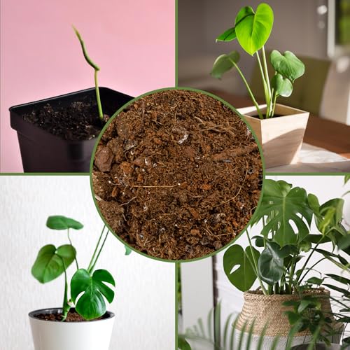 Soil Sunrise Monstera Houseplant Potting Soil Mix (30 Quarts) Custom Blend for Growing and Repotting - size: 30 Quarts