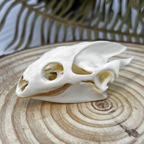 Taxidermy Real Animals Skull Decor - Model Animals Bones Specimen,Taxidermy Supplies for Science Education,Collection (Turtle) - style: Turtle Skull
