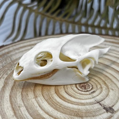 Taxidermy Real Animals Skull Decor - Model Animals Bones Specimen,Taxidermy Supplies for Science Education,Collection (Turtle) - style: Turtle Skull
