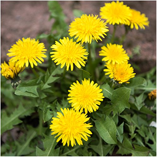 Seed Needs Dandelion Seeds Variety Pack of 3 Non-GMO & Heirloom Herbs