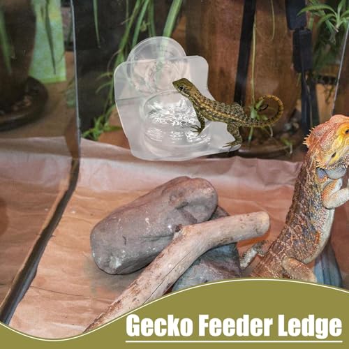 Gecko Feeder - Gecko Feeding Ledge Suction Cup, Reptile Food Feeder Bowl, Suction Cup Food Tray Lizard | Acrylic, Magnet, Bowls, Reptile Feeding Ledge for Lizards, Chameleons, Tree Frogs, - color: B