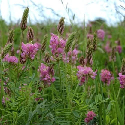 Outsidepride Sainfoin Seeds - 5 lb. Perennial, Drought-Tolerant & Pollinator Friendly, Legume Seeds for Planting Prolific & Deep Rooted Flowers, Great for Hay, Pasture, and Wildlife Grazing - size: 5 LBS