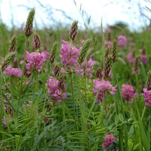 Outsidepride Sainfoin Seeds - 10 lb. Perennial, Drought-Tolerant & Pollinator Friendly, Legume Seeds for Planting Prolific & Deep Rooted Flowers, Great for Hay, Pasture, and Wildlife Grazing - size: 10 LBS