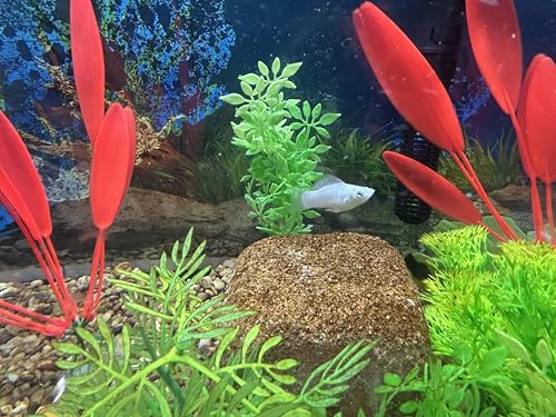 EcoBio-Block Natural Volcanic Rock for Aquarium Water Clarity & Balance — Low-Maintenance Alternative to Weekly Additives — for Freshwater Fish, Turtles, Shrimp & Frogs (Small, 8-16 gal) - size: 1 Pack, style: Small