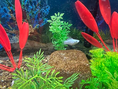 EcoBio-Block Aquarium Water Clarifier (Medium, 15–40 gal) | Volcanic Rock — Lasts Up to 2 Years — No Weekly Additives — Long-Term Water Balance — Safe for Fish, Shrimp, Frogs & Turtles - size: 1 Pack, style: Medium