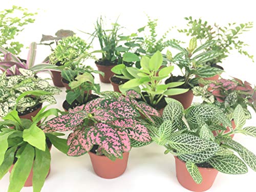 Mini Terrarium Plants (6 Plants) (2" Pots) Fairy Garden Plants Assorted Varieties