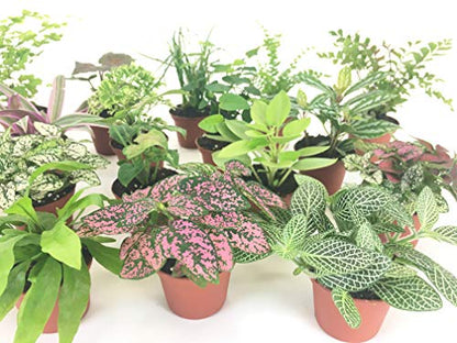 Mini Terrarium Plants (6 Plants) (2" Pots) Fairy Garden Plants Assorted Varieties