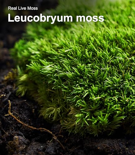 Fresh Real Live Moss Variety Pack for Orchids & Mini Landscapes DIY Terrariums, Bonsai, Reptile Habitats & Potted Plants | Revives Quickly with Mist, Soft Green Texture (Whole 8"x8" Leucobryum Moss)