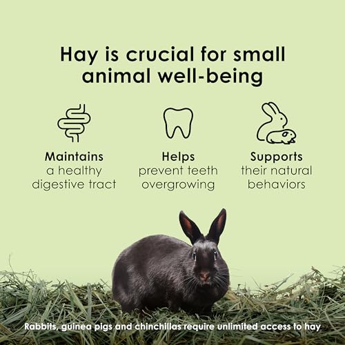 Kaytee Timothy Hay, High Fiber, Grown Specifically for Small Animals, Rabbits, Guinea Pigs, Chinchillas, Ideal Bulk Order for Small Pets, 6 Pounds - size: 6 Pound (Pack of 1)