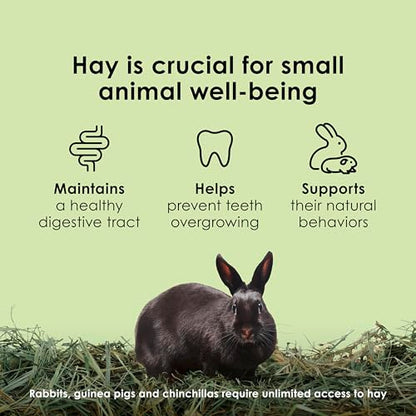 Kaytee Timothy Hay, High Fiber, Grown Specifically for Small Animals, Rabbits, Guinea Pigs, Chinchillas, Ideal Bulk Order for Small Pets, 6 Pounds - size: 6 Pound (Pack of 1)